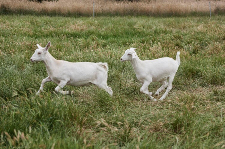 Goats on Farm